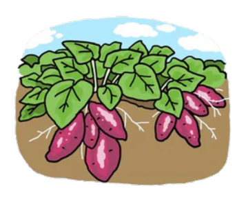 南九州で育った
良質なべにはるか